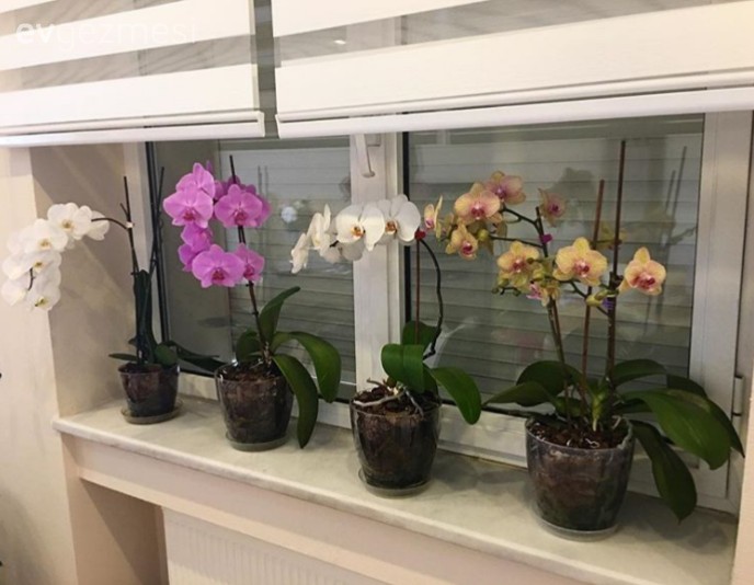 Balkonunuz İçin Doğru Bitkiyi Nasıl Seçebilirsiniz?