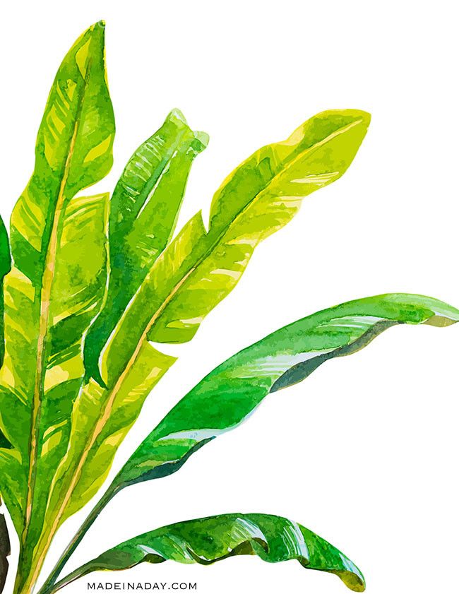 Bedava Botanik Posterlerden Eviniz İçin Tablo!