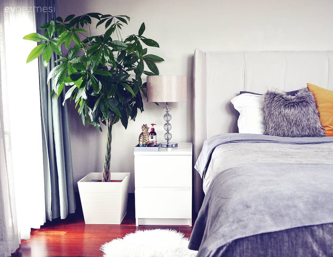 Ev bitkisi, Yatak Odası, Yatak örtüsü, Abajur, Yatak başlığı, Kumaş yatak başlığı, Komidin