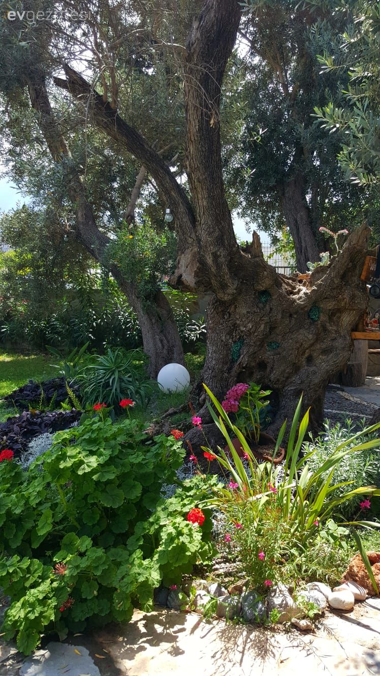 40 yıllık arkadaşlarla beraber mutlu bir yaşam. Zeytin Sitesi'ne konuğuz..