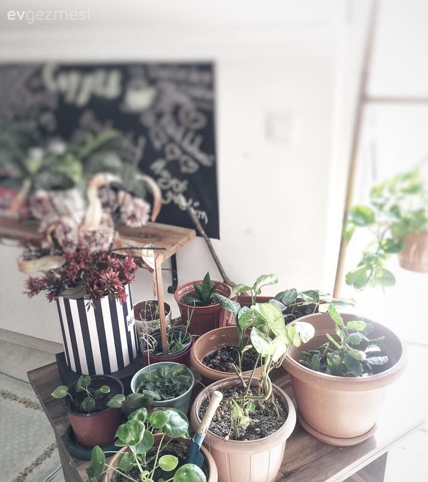 Ev bitkisi, Oturma Odası