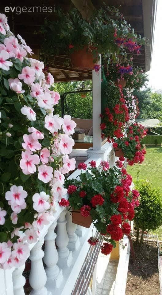 Rengarenk çiçekleri ile sanki cennetten bir köşe. Yasemin hanımın evi ve bahçesi..