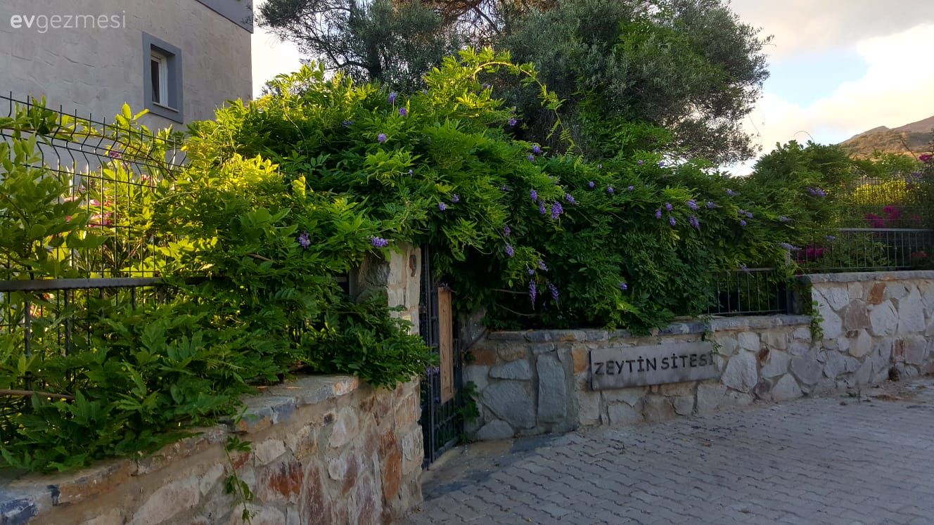 40 yıllık arkadaşlarla beraber mutlu bir yaşam. Zeytin Sitesi'ne konuğuz..