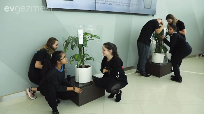 Ikea insanlardan 30 gün boyunca bir çiçeğe hakaret etmelerini istemiş. Sonuç ise çok etkileyici. 