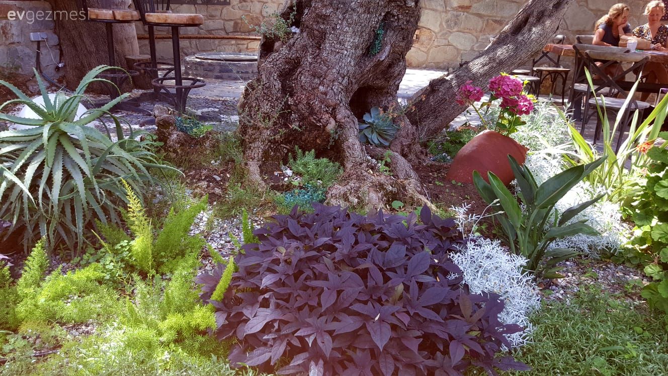 40 yıllık arkadaşlarla beraber mutlu bir yaşam. Zeytin Sitesi'ne konuğuz..