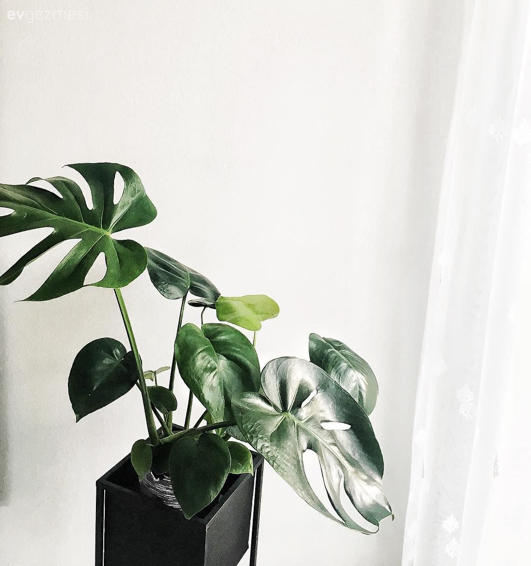 Salon, Ev bitkisi, Monsterra