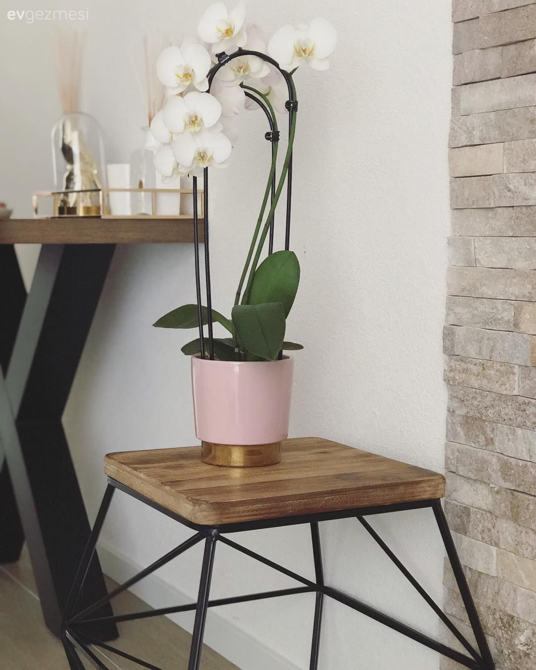 Orkide, Pembe, Vazo, Metal ayaklı sehpa, Salon