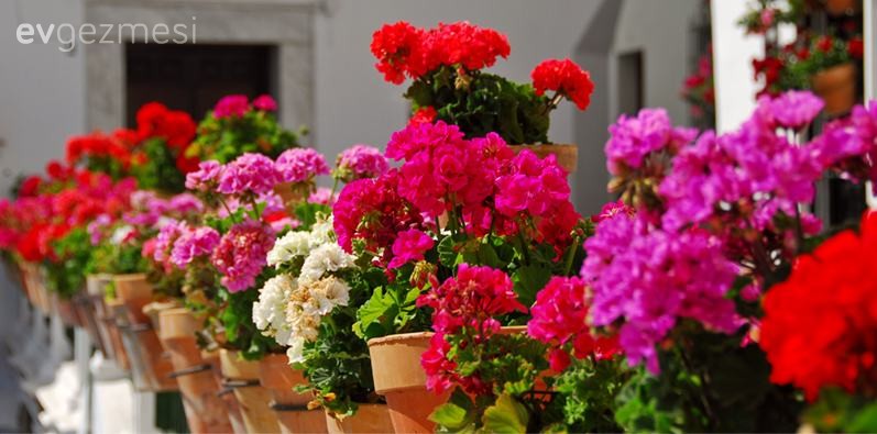 Balkonları Çiçeklerle Donatın: Baharda Hangi Çiçekleri Dikmeli?