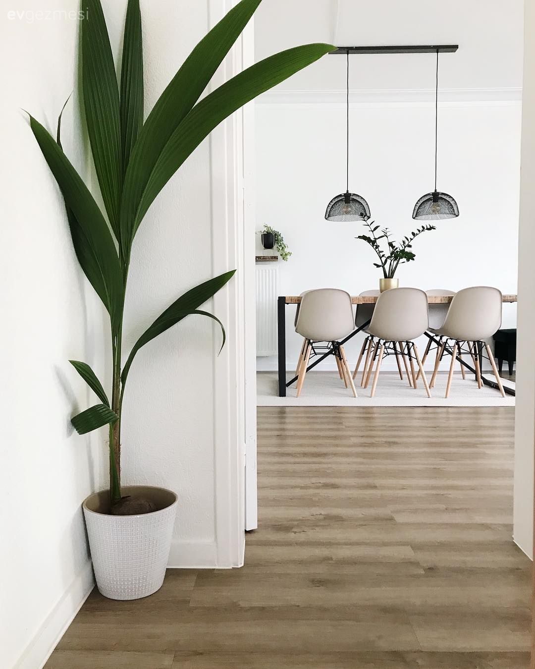 Ev bitkisi, Yemek Odası