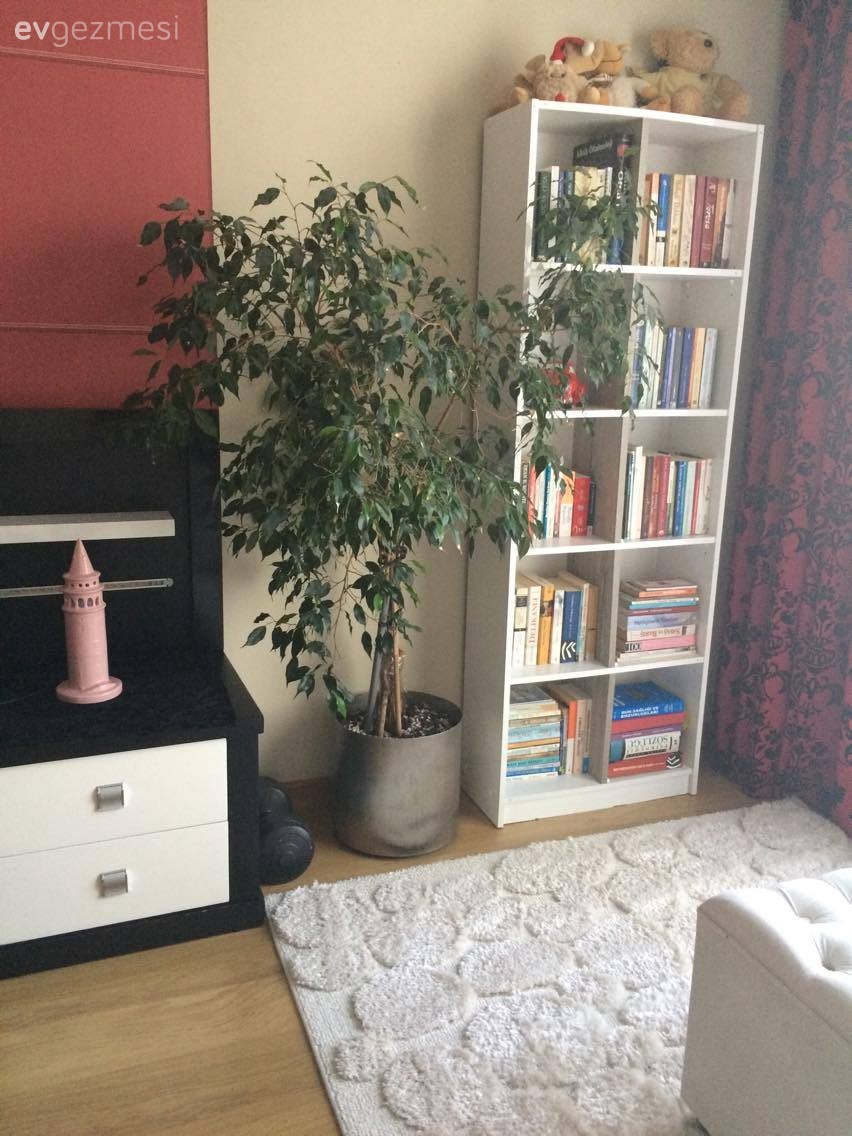 Çiçekler, Kitaplık, Kırmızı, Yatak Odası