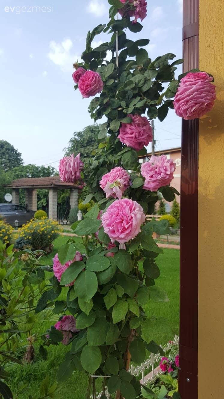 Bahçe, Çiçekler, Peyzaj