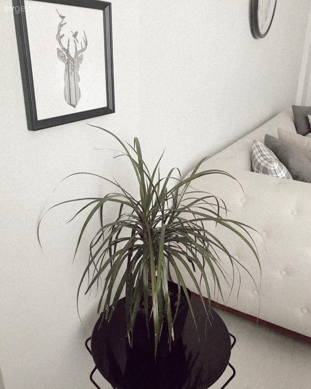 Ev bitkisi, Salon, Krem