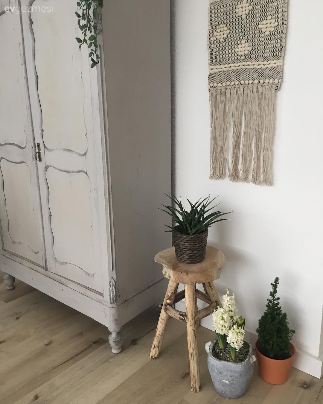 Dekoratif Objeler, Ev bitkisi