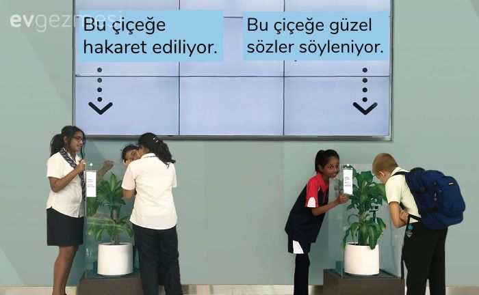 Ikea insanlardan 30 gün boyunca bir çiçeğe hakaret etmelerini istemiş. Sonuç ise çok etkileyici. 