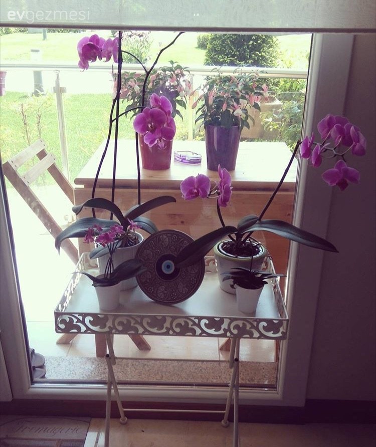 Çiçeklik, Mutfak, Orkide