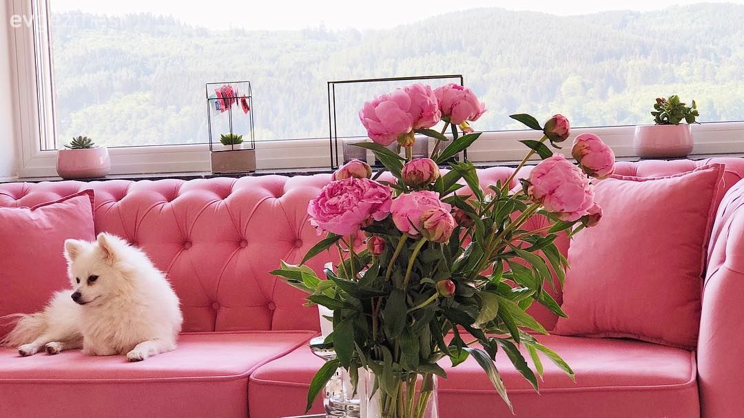 Salon, Çiçekler, Pembe