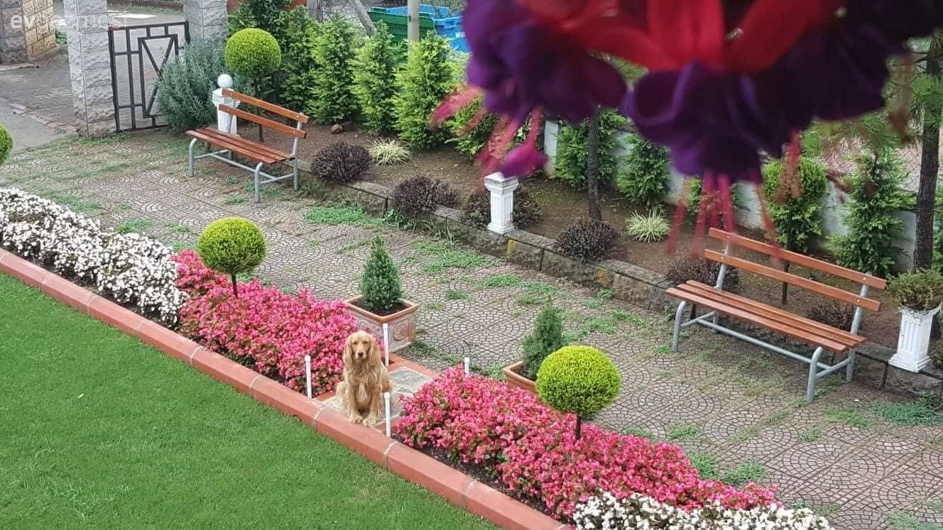 Rengarenk çiçekleri ile sanki cennetten bir köşe. Yasemin hanımın evi ve bahçesi..