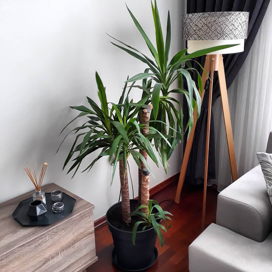 Salon, Yukka, Lambader, Gri