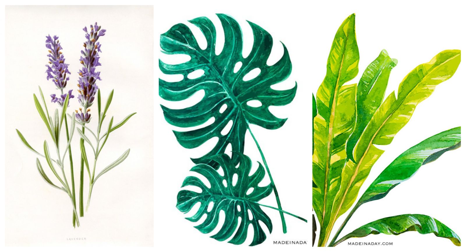 Bedava Botanik Posterlerden Eviniz İçin Tablo!