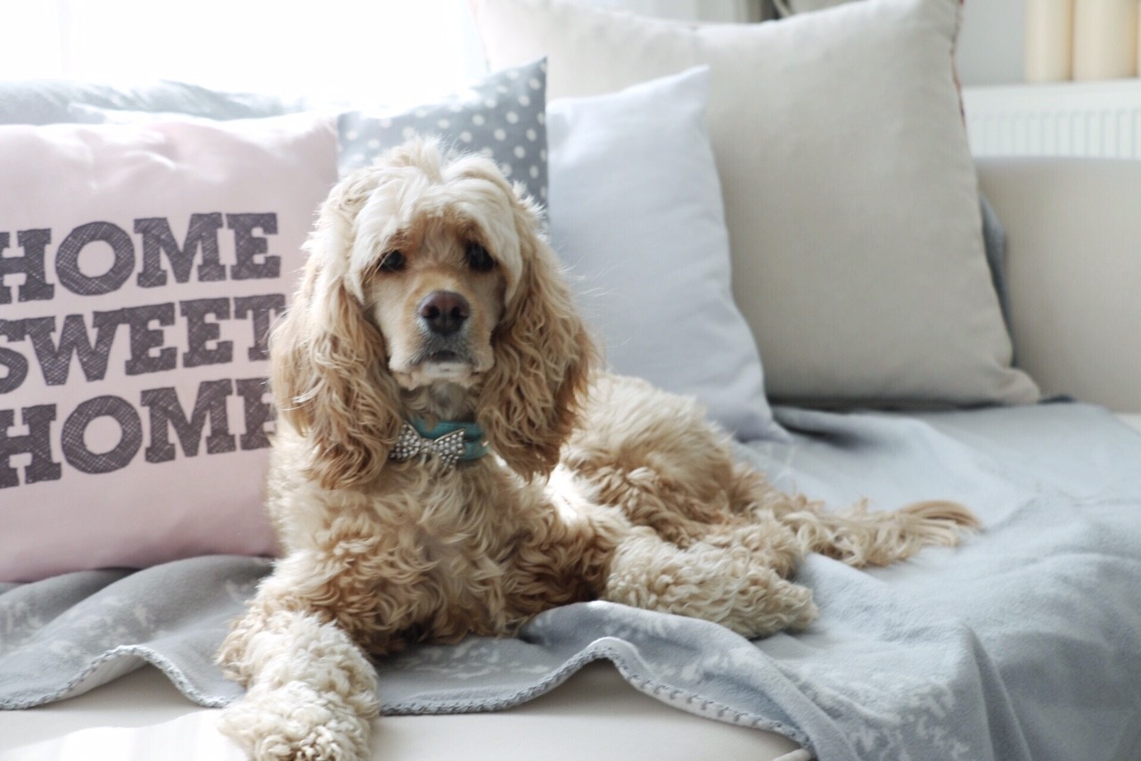 Gizem Hanım'ın aydınlık renklerle dekore ettiği vintage stil evi