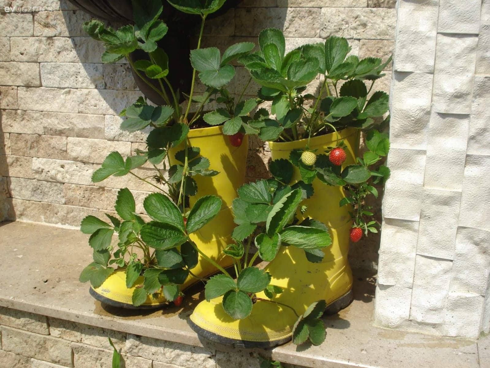 Çiçeklik, Çiçekler, Peyzaj, Bahçe