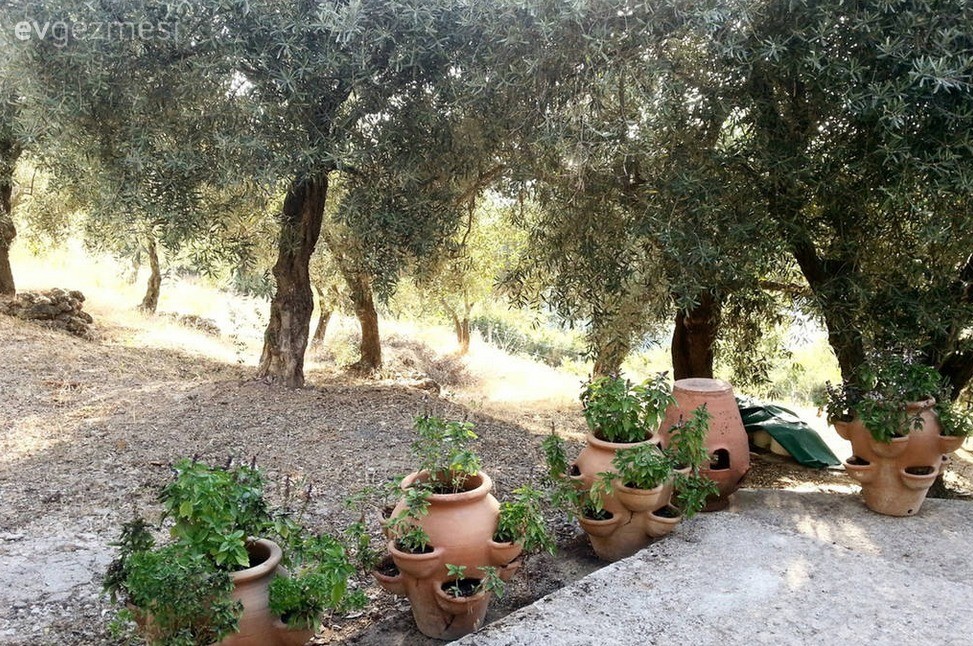 Aydın'da Zeytinlikler Arasında Otantik Bir Köy Evi!