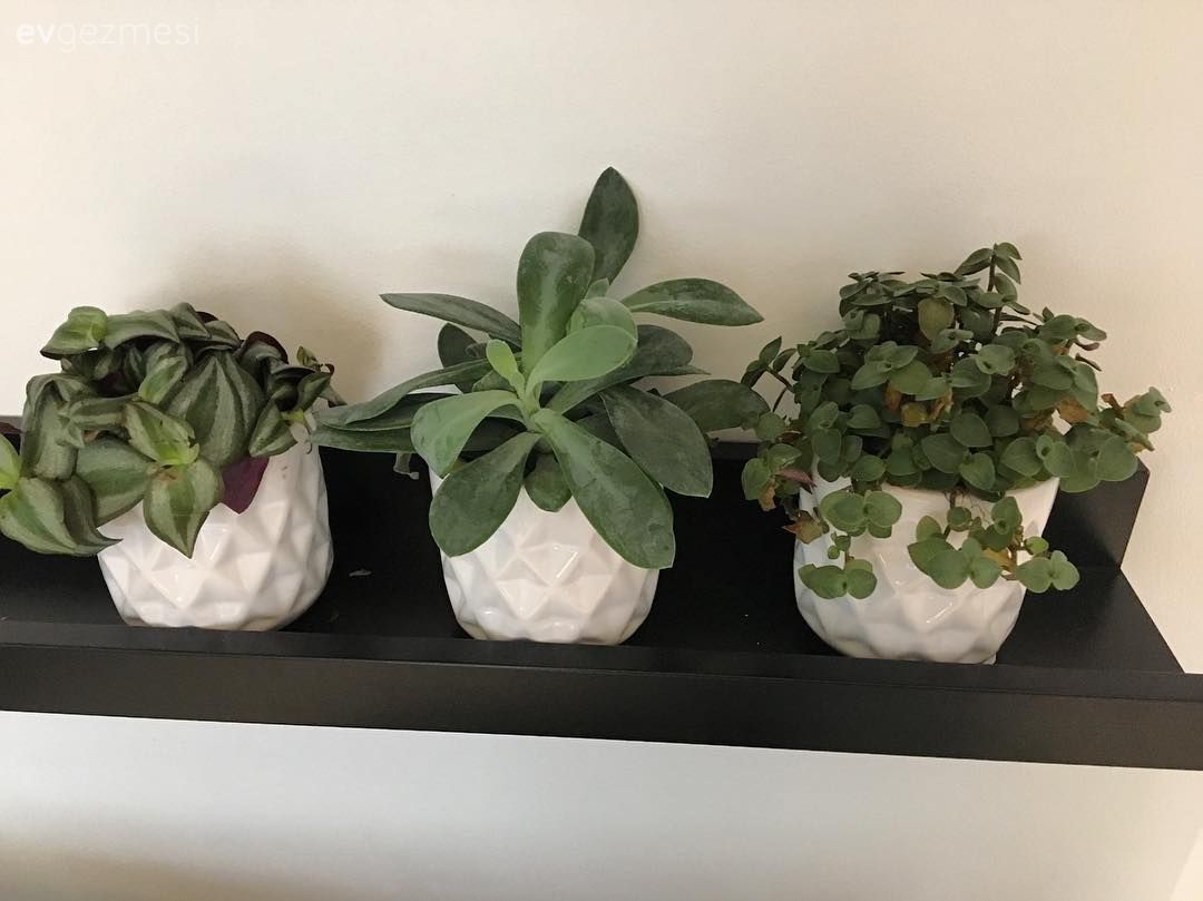 Modern stile rustik esintiler. Stil sahibi ve özgün bir ev.