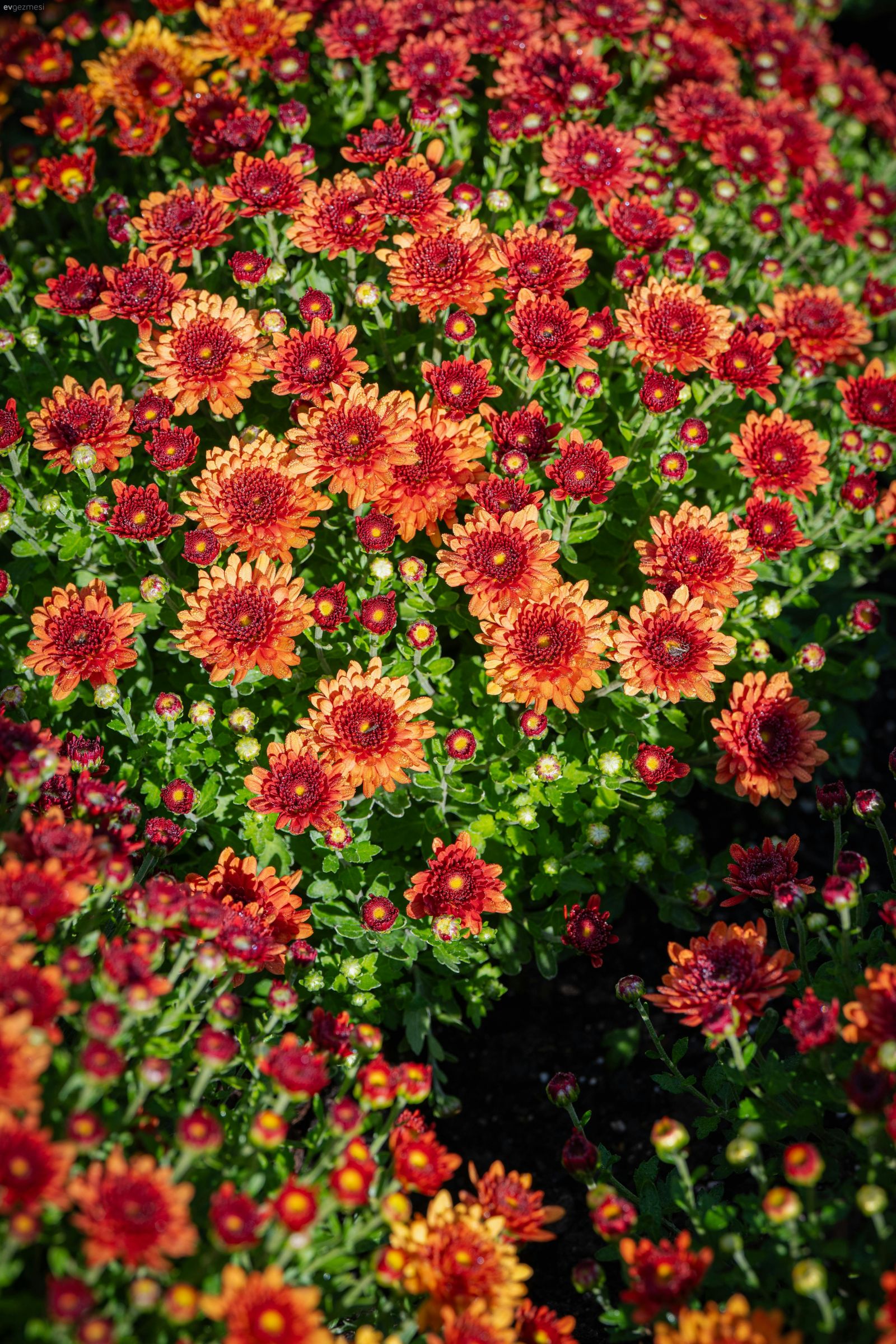 Soğuk Havalara Dayanıklı Bahçe Çiçekleri Hangileri?