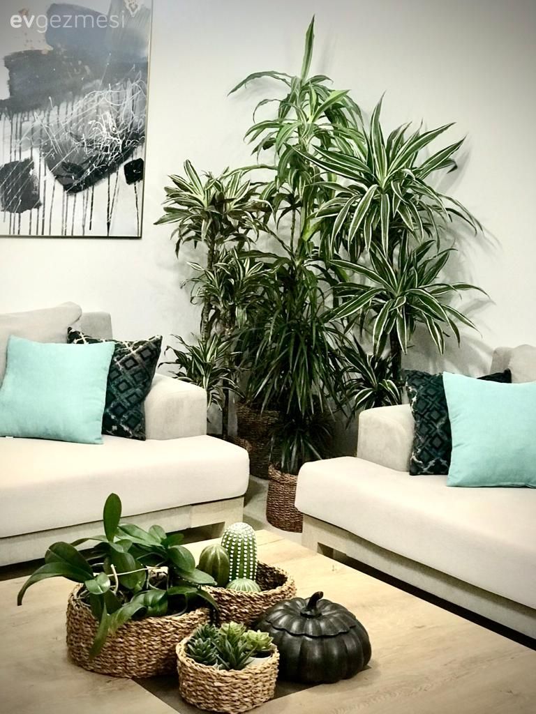 Modern rustik, Salon, Bej, Gri, Yeşil, Tablo, Duvar dekorasyonu, Kırlent, Ev tekstili, Halı, Salon halısı, Orta sehpa, Sehpa, Sehpa üstü aksesuarı, Ev Aksesuar, Ev bitkisi, Ahşap Mobilya