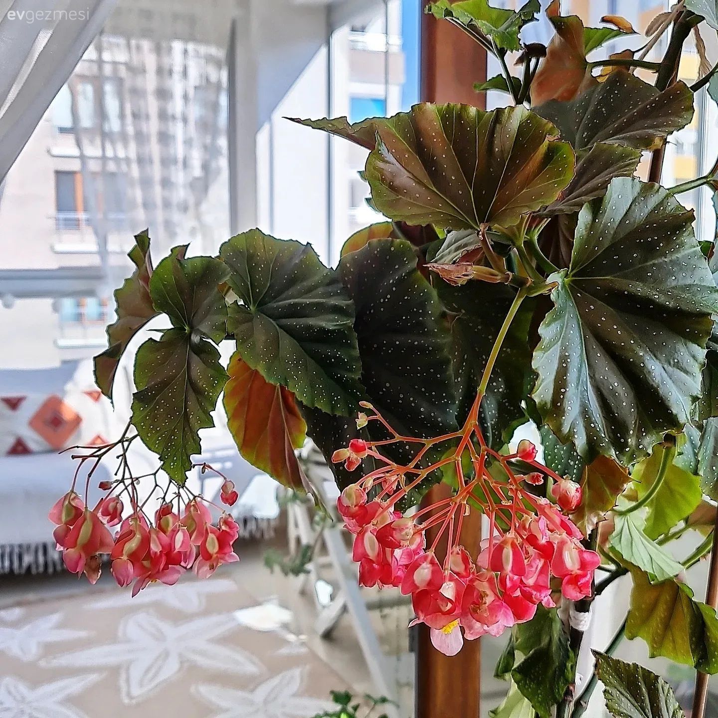 Balkon çiçekleri, Saksı, Ev bitkisi