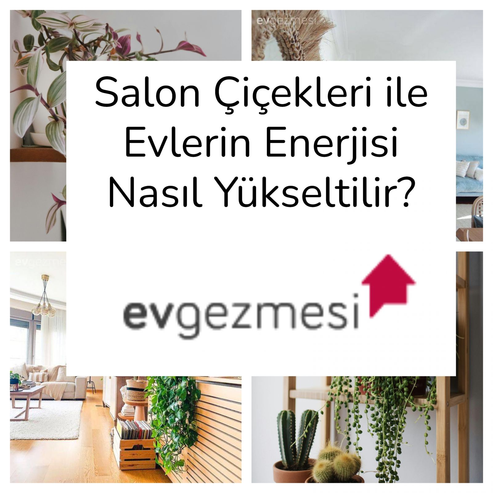 Salon Çiçekleri ile Evlerin Enerjisi Nasıl Yükseltilir?