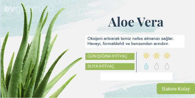 Yatak Odasına Uygun Uyku ve Temiz Hava Dostu  18 Bitki