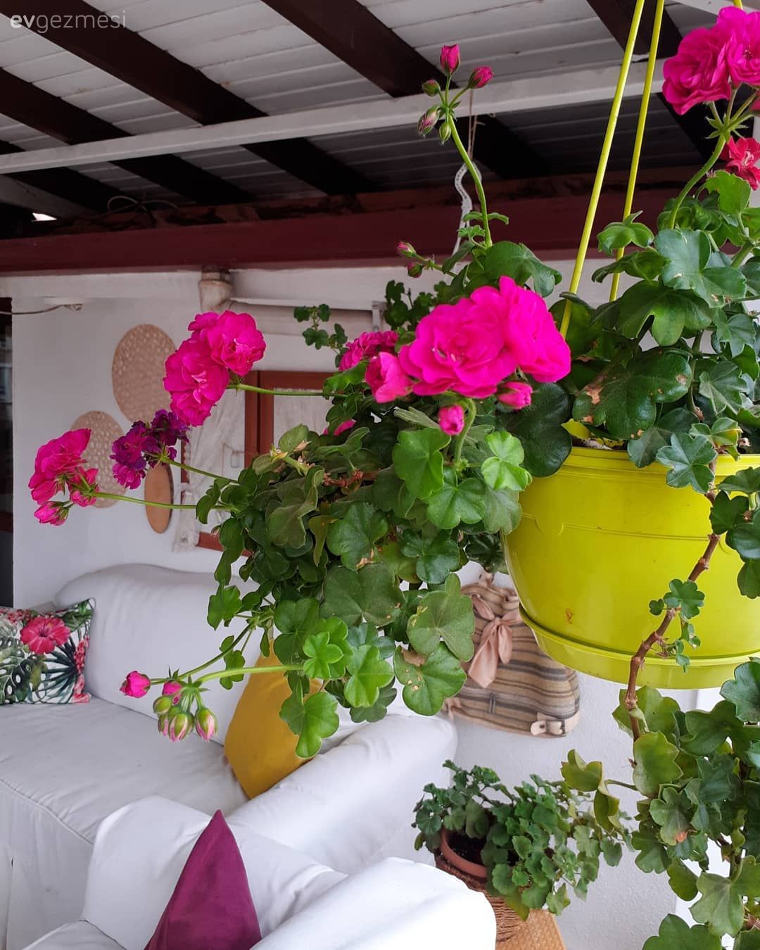 Teras, Balkon çiçekleri, Saksı, Beyaz, Kırmızı, Pembe