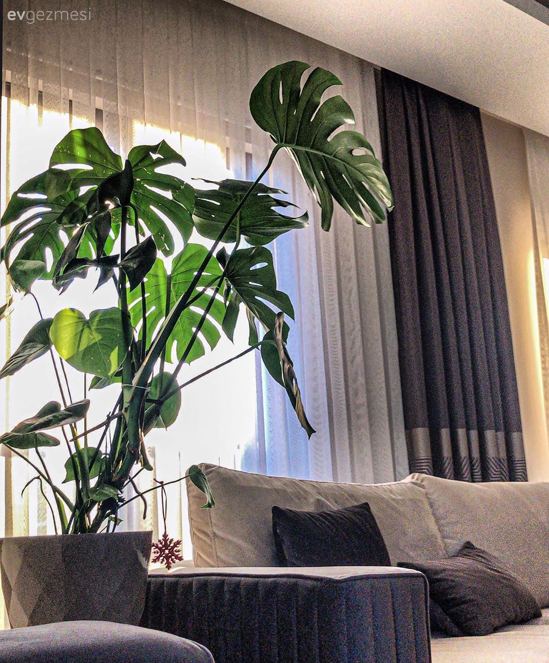 Salon, Modern klasik, Antrasit  , Krem, Koltuk takımı, Fon perde, Perde, Tül perde, Kırlent, Ev tekstili, Ev bitkisi, Saksı