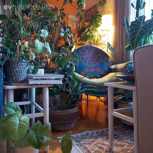 Ev bitkisi, Turuncu duvar rengi, Mavi