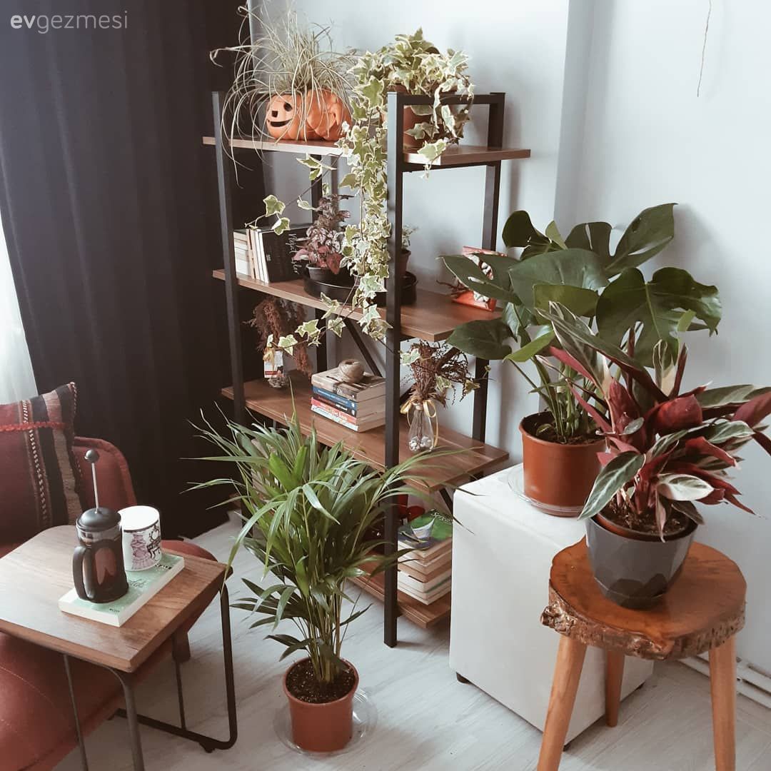 Çiçeklik, Ev bitkisi, Sandalye, Saksı