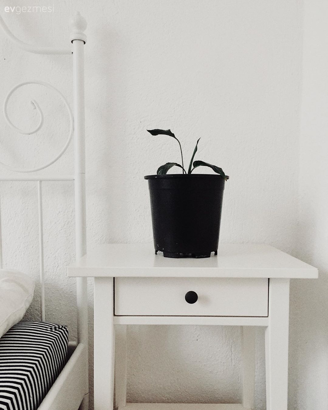 Beyaz, Komodin, Ev bitkisi, Saksı