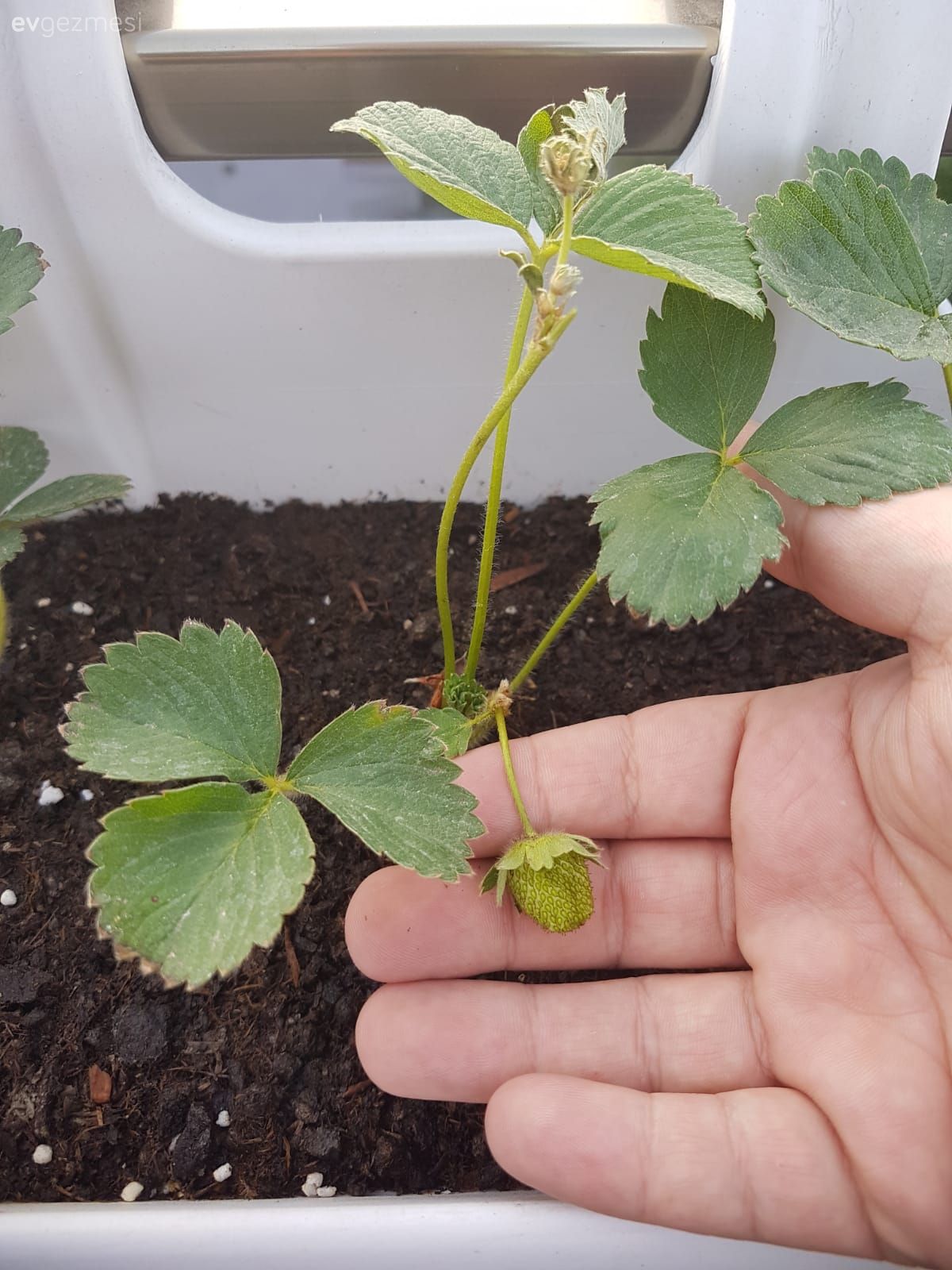 Teras, Çiçeklik, Beyaz