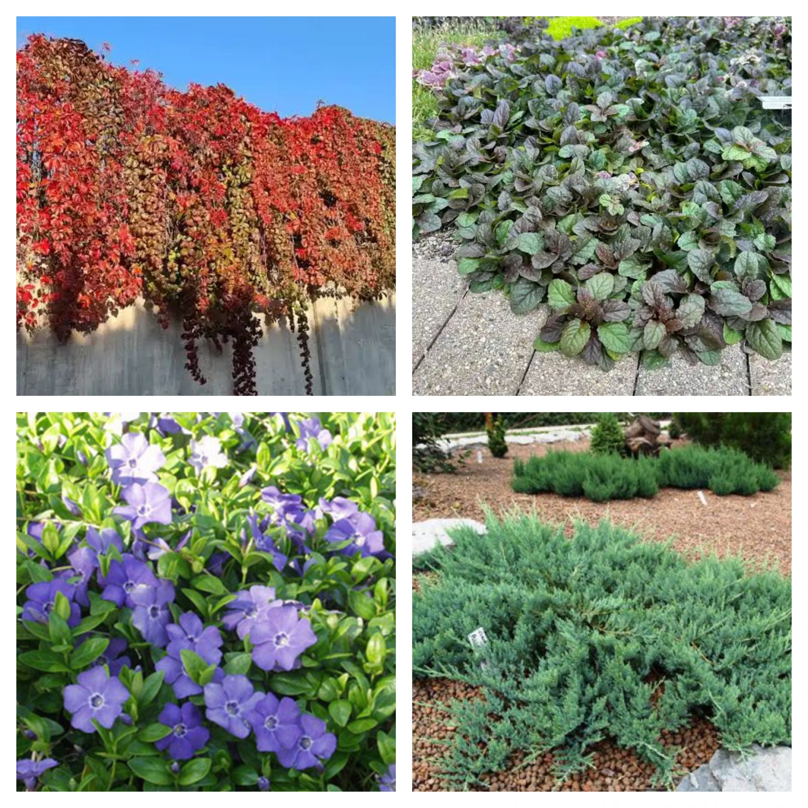 Bahçe Peyzajında En Çok Kullanılan Süs Bitkileri Neler?