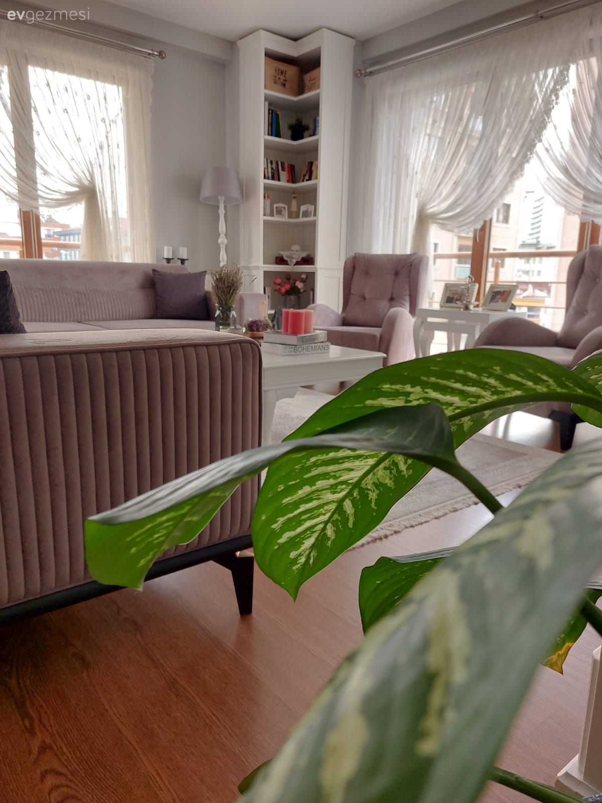 Ev bitkisi, Kitaplık, Beyaz