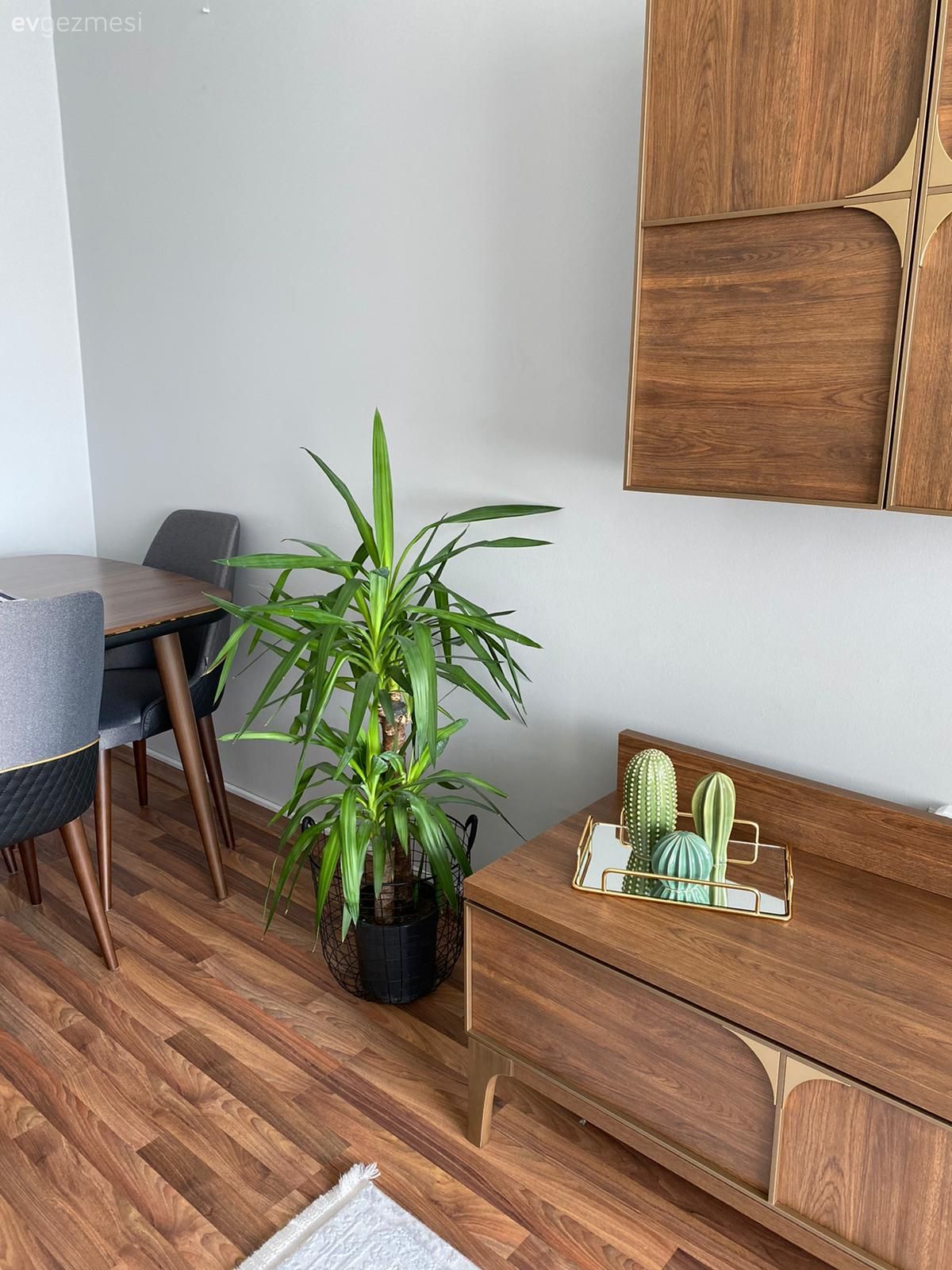 Tv ünitesi, Tv ünitesi aksesuarları, Ev Aksesuar, Ahşap Mobilya, Ev bitkisi