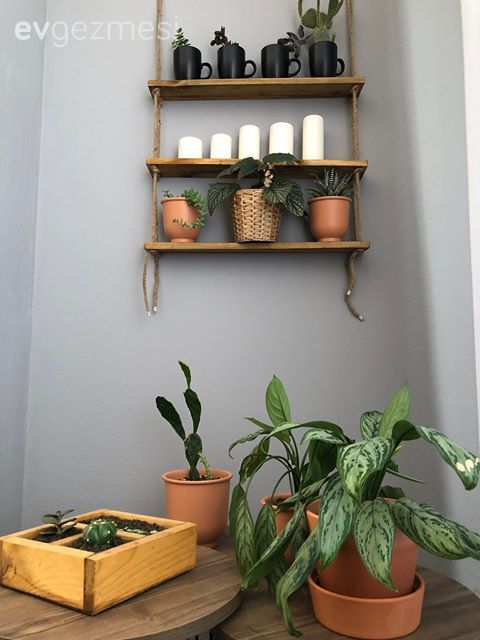 Gri duvar, Duvar rafı, Duvar dekorasyonu, Saksı, Dekoratif Objeler, Ev bitkisi, Yuvarlak sehpa, Sehpa