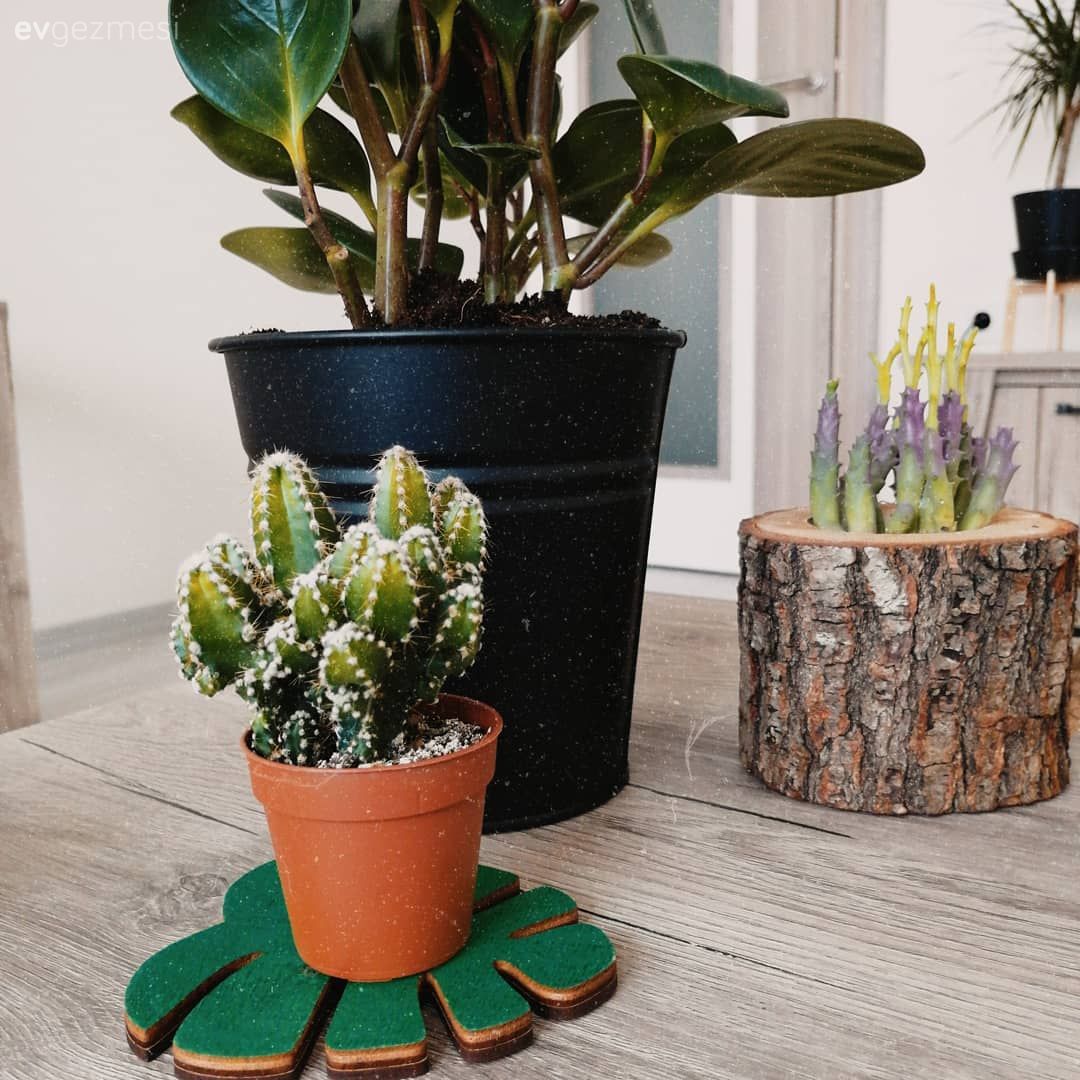 Ev bitkisi, Saksı, Kaktüs