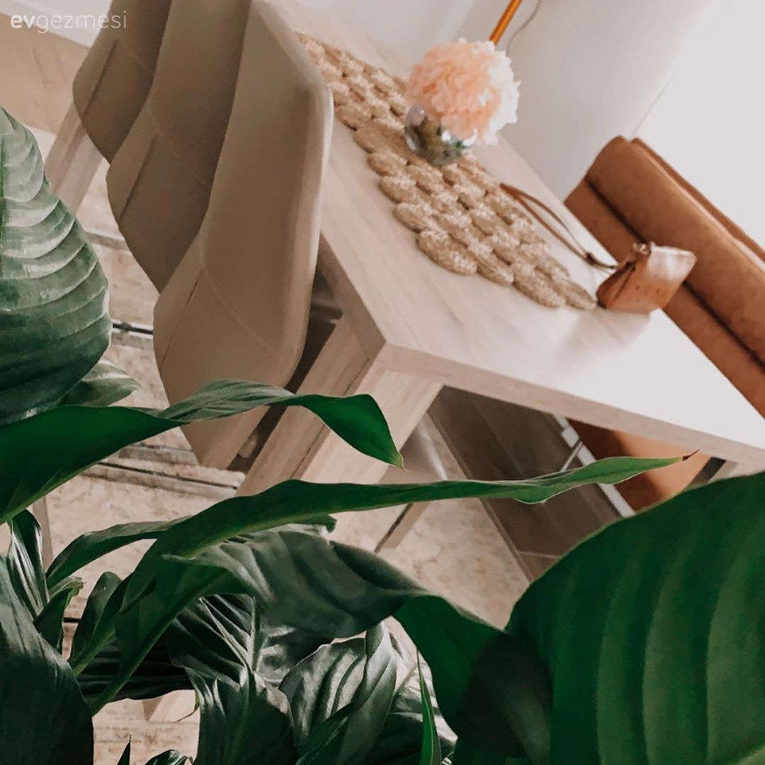 Mutfak masası, Kahverengi, Bank, Ev bitkisi, Sandalye, Krem, Beyaz, Mutfak halısı, Mutfak, Parke