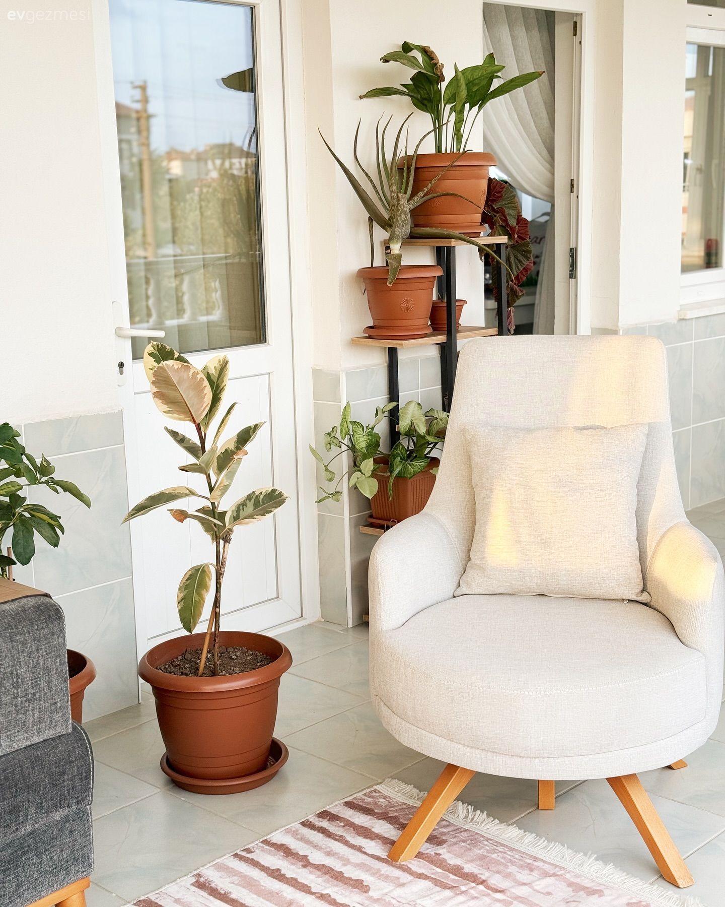 Krem, Gri, Ev bitkisi