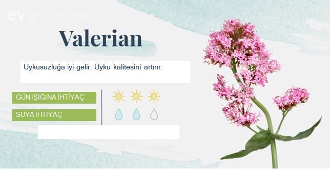 Yatak Odasına Uygun Uyku ve Temiz Hava Dostu  18 Bitki