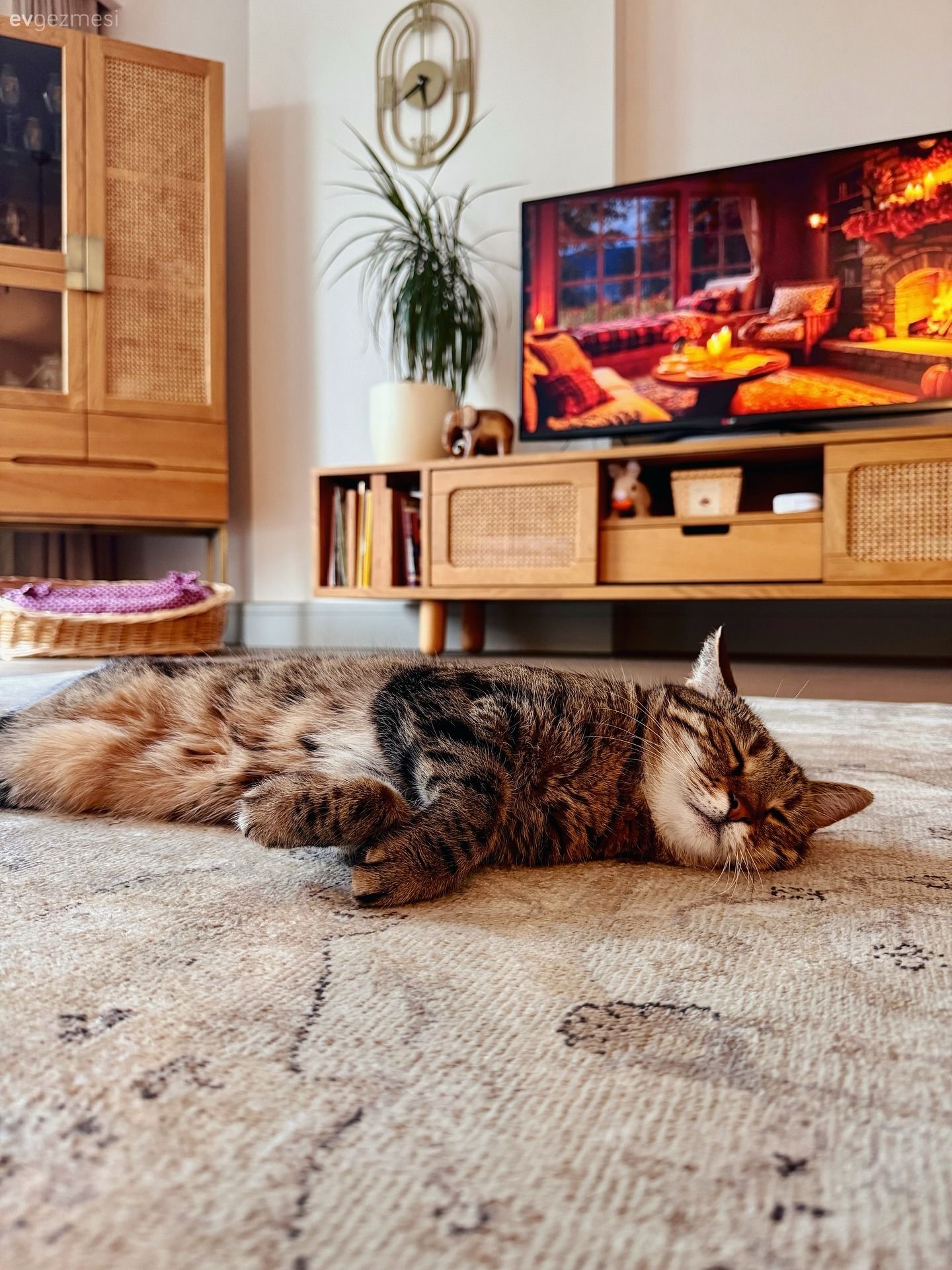 Tv ünitesi, Ahşap Mobilya, Tv ünitesi aksesuarları, Ev Aksesuar, Halı, Salon halısı, Ev bitkisi