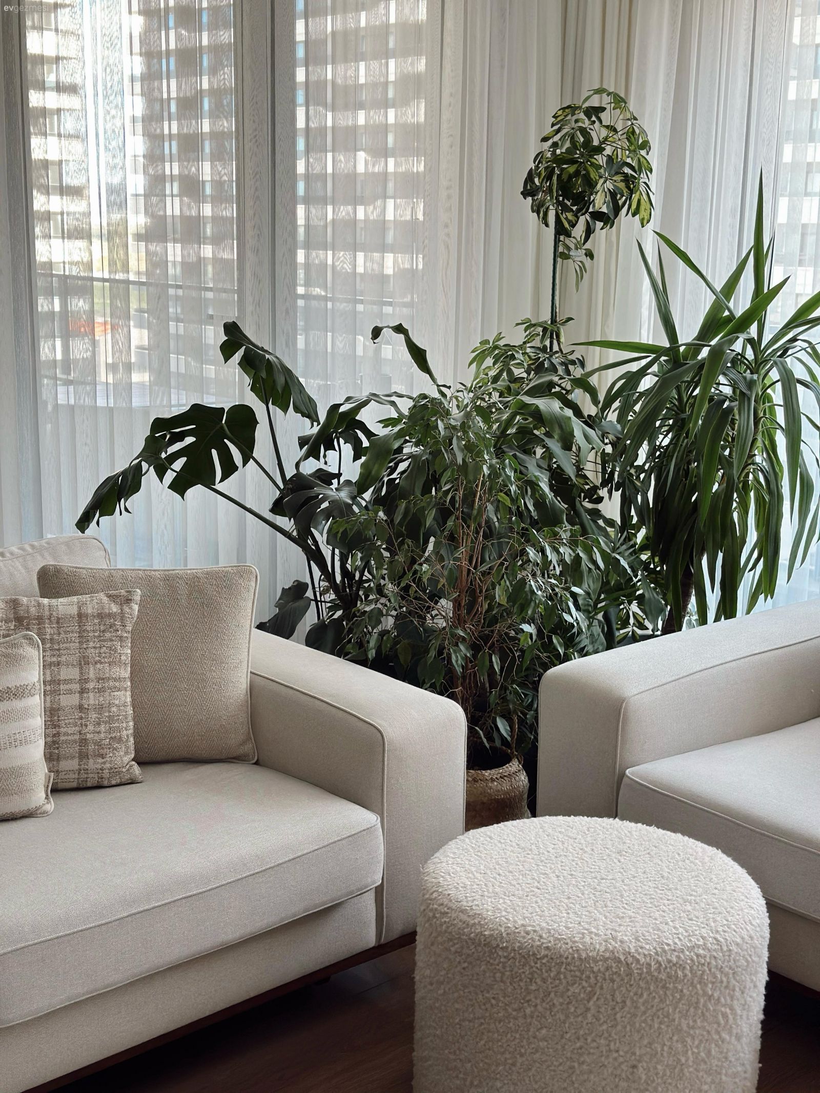 Ev bitkisi, Beyaz koltuk, Puf, Kırlent, Ev tekstili, Tül perde, Perde