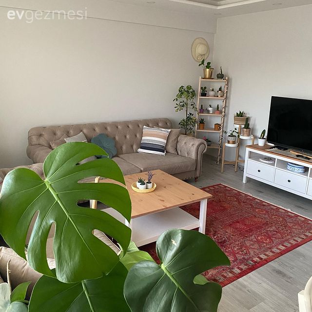 Salon, Beyaz, Kırmızı, Vizon, Krem, Ahşap Mobilya, Koltuk takımı, Orta sehpa, Sehpa, Tv ünitesi, Tv ünitesi aksesuarları, Ev Aksesuar, Halı, Salon halısı, Kırlent, Ev tekstili, Ev bitkisi, İskandinav