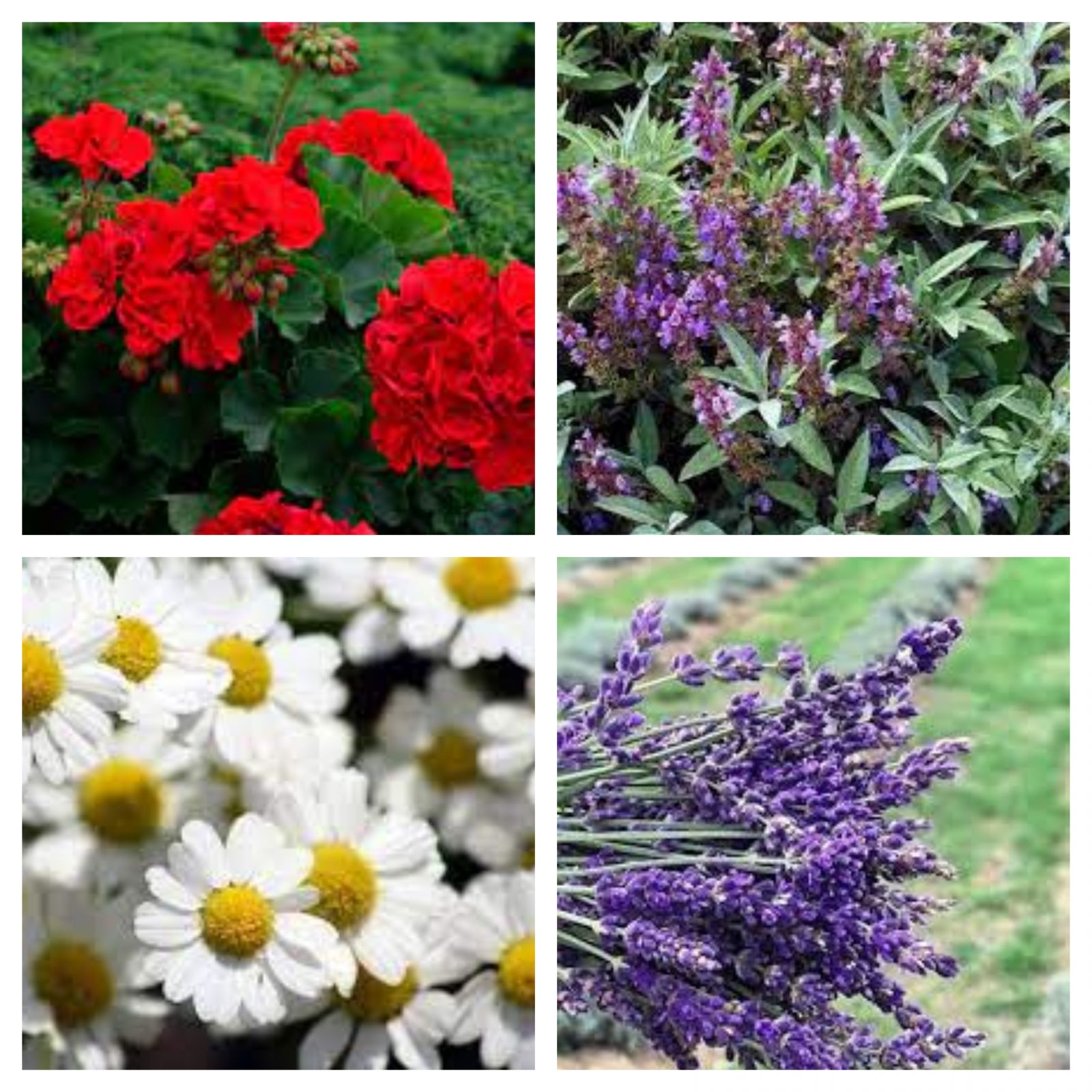 Evdeki Kötü Kokulara En İyi Çözüm: Ev Yapımı Oda Kokuları